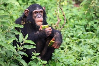 Chimpanzee in its natural surroundings.jpg